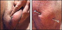 Testicle Piercing-1.jpg
