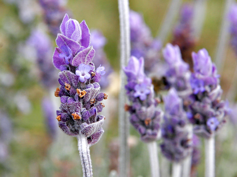 File:800px-Single lavendar flower02.jpg