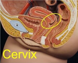 Cervix.jpg